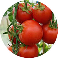 Sub-Arctic Plenty Bush Cherry Tomato
