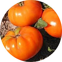 Amana Orange Large Heirloom Tomato