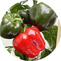 Big Red Sweet Bell Peppers
