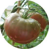 Black Krim Large Heirloom Tomato