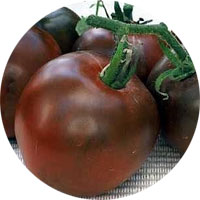Black Prince Heirloom Medium Tomato