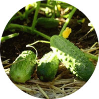Boston Pickling Cucumber