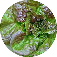 Bronze Mignonette Lettuce
