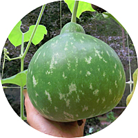 Bushel Asian Gourd