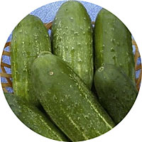 Calypso Cucumber