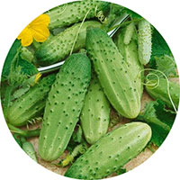 Carolina Hybrid Pickling Cucumber
