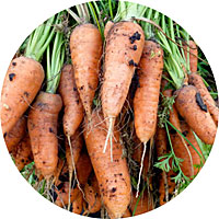 Chantenay Royal Carrots