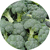 Di Cicco Broccoli