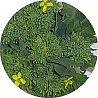 Early Fall Rapini Broccoli