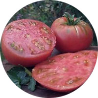 Giant Belgian Pinkl Heirloom Tomato