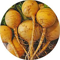 Golden Globe Turnip