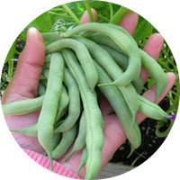 Langstrath Stringless Bush Beans