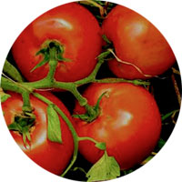 Marglobe Supreme Medium Tomato