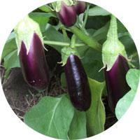 Oriental Fingerlings Eggplant