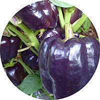Purple Beauty Sweet Bell Pepper