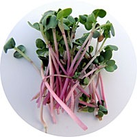 Red Arrow Radish Sprouts