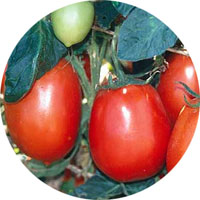 Rio Grande Medium Tomato