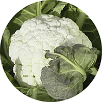 Snowball Self-blanching Cauliflower