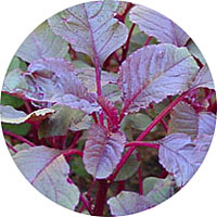 Southern Red Amaranth
