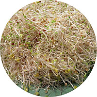 Spicy Salad Sprouts