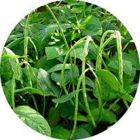 Bush Green Yardlong Beans