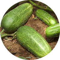 Straight Eight Cucumbers