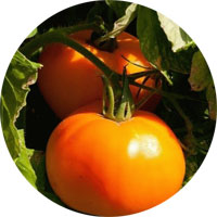 Sunray Medium Tomato