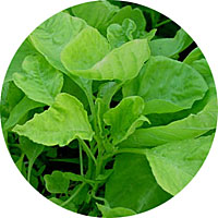 Tender Leaf Edible Amaranth