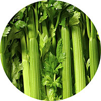 Tendercrisp celery