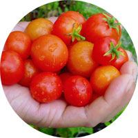 Tiny Tim Bush Cherry Tomato