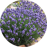 Vera Lavender