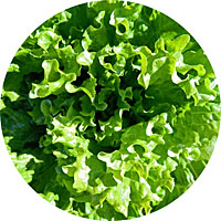 Waldman's Green Lettuce