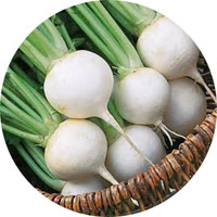 White Egg Turnip