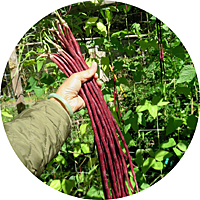 Yardlong Purple Pod Pole Beans
