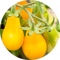 Yellow Pear Cherry Tomato